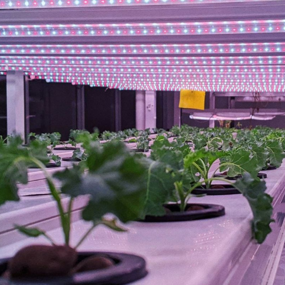 Circadian light, Grow light & LED Linear | LuxBalance