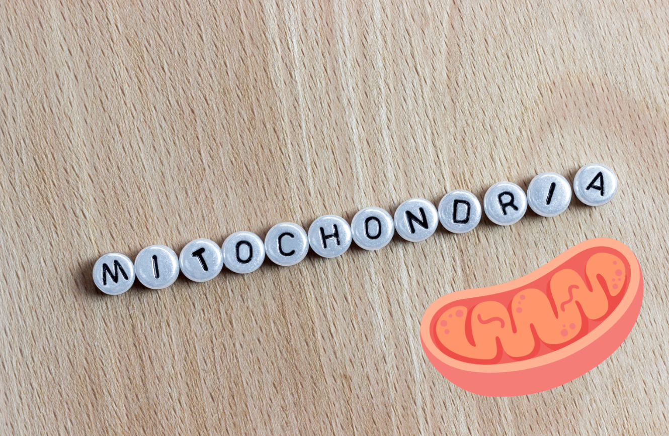 Light and cellular function / Mitochondria “the powerhouse of the cell